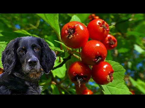 Видео: БОЯРЫШНИК ИЛИ ГЛОД, БРАТЬ ИЛИ НЕ БРАТЬ? Дары Приморской Уссурийской тайги.