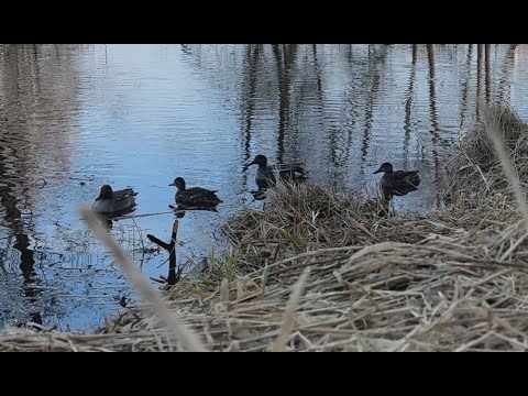 Видео: Весенняя охота с подсадной 2025. Шикарная утрянка