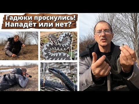 Видео: Гадюки проснулись! Нападет или нет?