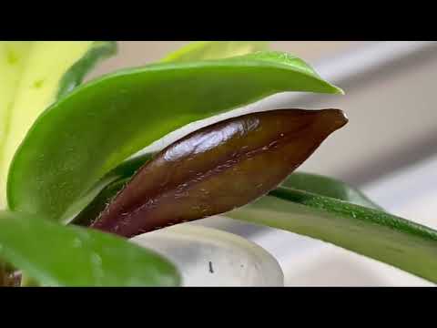 Видео: СТРОПТИВАЯ ХОЙЯ КАРНОЗА «ТРИКОЛОР»😜