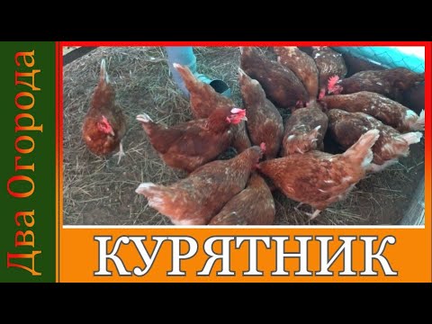 Видео: Функциональный курятник для небольшого дачного участка.