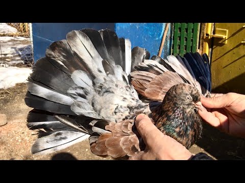 Видео: Николаевские мраморные голуби Дмитрия. Тольятти