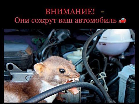 Видео: ВНИМАНИЕ!!!!!!!! ОНИ СОЖРУТ  ВАШ АВТОМОБИЛЬ!!!!!!!