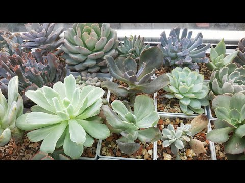 Видео: Много обзоров про суккуленты не бывает. 4 часть видео.