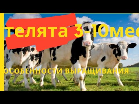 Видео: Телята 3-10мес. Секреты выращивания. Александр Гальцов