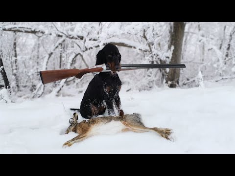 Видео: Охота на зайца с Шотландским сеттером! Сезон 2020г....