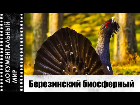 Видео: Березинский биосферный (2023) | Документальный фильм