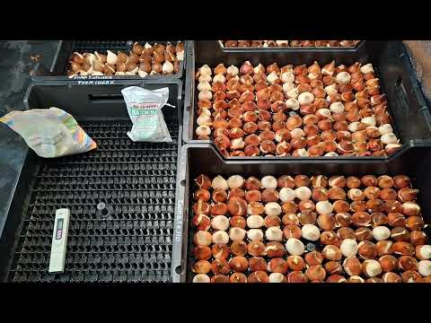 Видео: Крайні сроки посадки цибулин тюльпану на вигонку. Гідропоніка.