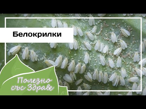 Видео: Белые мушки