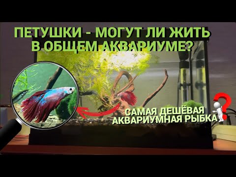 Видео: ПЕТУШКИ - МОГУТ ЛИ ЖИТЬ В ОБЩЕМ АКВАРИУМЕ? l САМАЯ ДЕШЁВАЯ АКВАРИУМНАЯ РЫБКА НА СЕГОДНЯ!