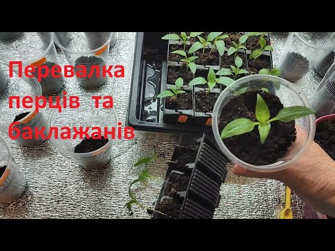Видео: ПЕРЕВАЛКА БАКЛАЖАНІВ І ПЕРЦЮ, ЧИМ ПОЛИВАЄМО