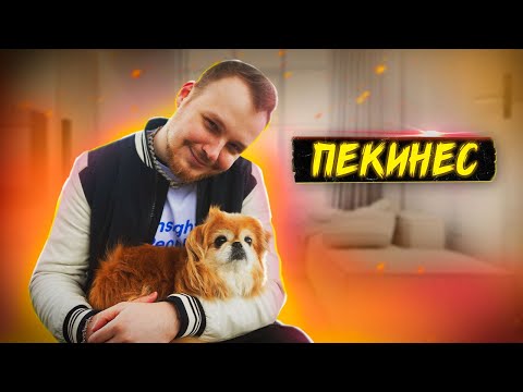 Видео: Пекинес - Все про собак | Собака породы - Пекинес