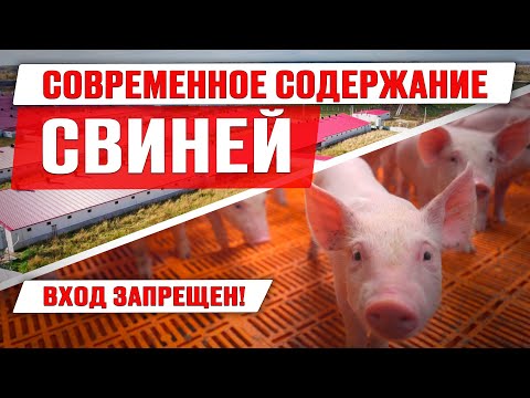 Видео: Современное содержание свиней | Откорм поросят | Работа на свинокомплексе | Дымов | Свиноводство