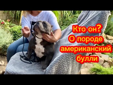 Видео: О породе американский булли от заводчика и кинолога. Типы, характер, здоровье,кормление,особенности.