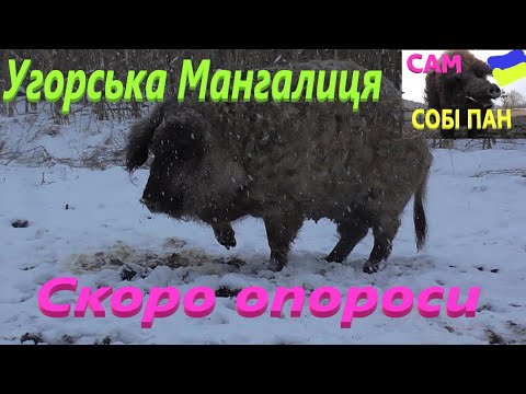 Видео: #Угорська Мангалиця # Скоро почнуться опороси #СамСобіПан