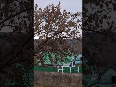 Видео: Хождения мои по родной деревне,  близкие люди, каждая тропинка, каждый кустик,  холмик родной!