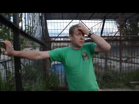 Видео: Я убираю САВАННУ ЗА ЛЬВАМИ !!