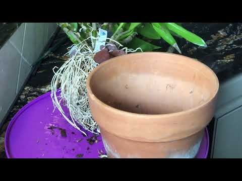 Видео: Один из способов выращивания орхидей в камнях и лаве. Плюсы и минусы . Пересадка дендробиума нобиле.