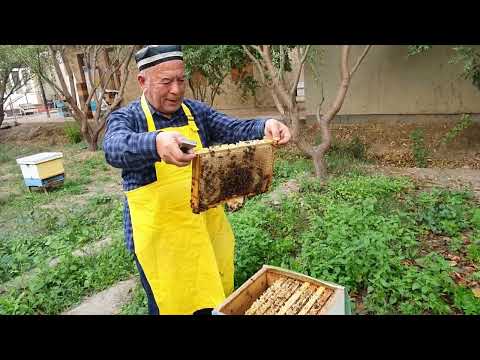 Видео: Асалари оилаларини кишловга таёрлаш