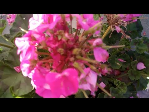 Видео: СОБИРАЕМ СЕМЕНА ПЕЛАРГОНИИ