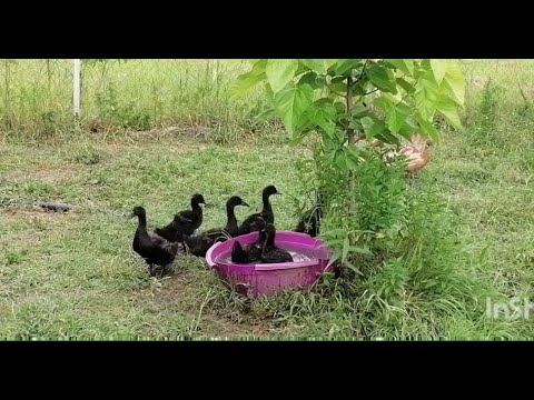 Видео: Помечаю и объединяю утят на племя. Придумала поить уток из системы полива деревьев.