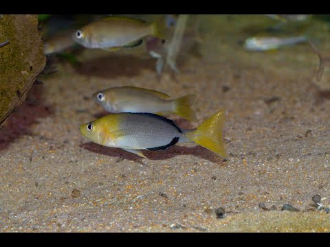 Видео: Моя Танганьика 2019