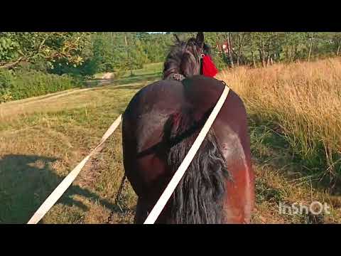 Видео: Нова покупка у Миколи!! Лошиця продана!!! Трохи фірманки..