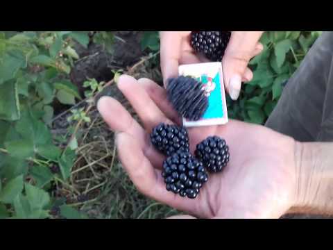 Видео: 07 08 2018  Ежевика сорт Гай