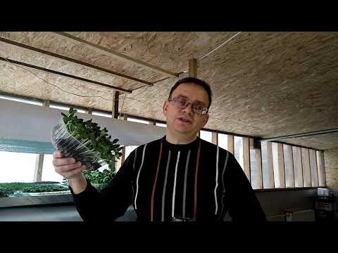 Видео: Выращивание семечек на микрозелень