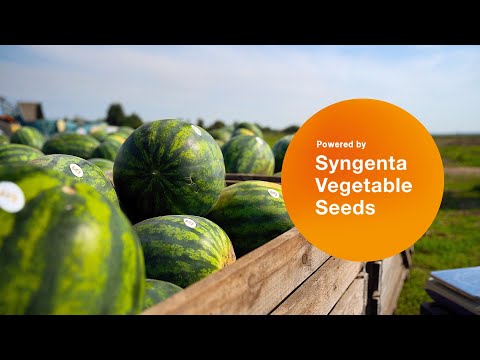 Видео: Гибрид Романза F1. Опыт выращивания в КФХ "ДжерАгро". Технология, гибриды, особенности.