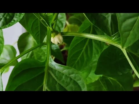 Видео: КОРОЛІВСЬКА КВІТКА на перці: чи треба вищипувати?