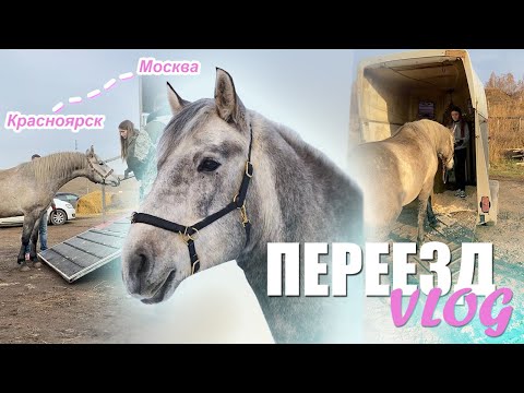 Видео: Неделя в коневозе 😱| Переезд за 4000 км!