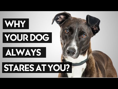 Видео: Настоящая причина, по которой собаки пристально смотрят на вас, удивляет