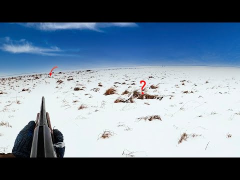Видео: Добыл крупного самца русака в камышах. Охота на зайца 2024-2025г.