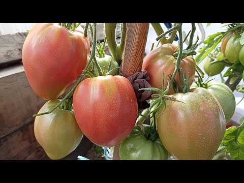 Видео: Проверенные Сибирью! Сладкие, крупные, детерминантные сорта томатов. Часть 1.