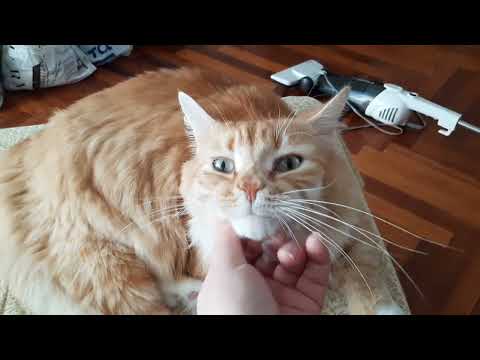 Видео: Кузенька, уборка, а как без него, главный в доме❤