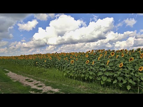 Видео: Пешком Шепетовка   Ходорков