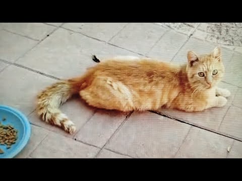 Видео: Бездомные кошки. Решение найдено. Gatti abbondanati. cè soluzione, sterilizzare e adottare.