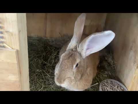 Видео: Кормление кроликов🐇🐰крольчатам 18 дней🐰✨