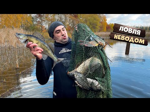 Видео: Ловля неводом, судаков и карпов. Огромный жареный карп с овощами.