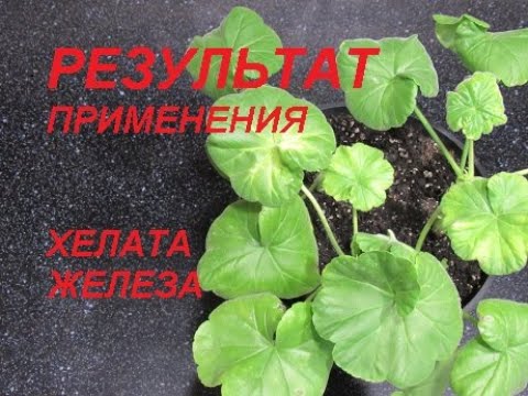 Видео: РЕЗУЛЬТАТ ОТ ХЕЛАТА ЖЕЛЕЗА НА ГЕРАНИ. ПОЖЕЛТЕНИЕ ЛИСТЬЕВ.