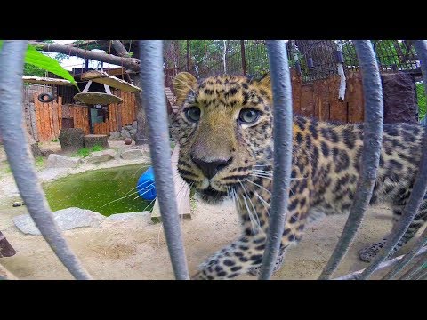 Видео: GREEN DAYS 92! Екатеринбургский зоопарк 2018!