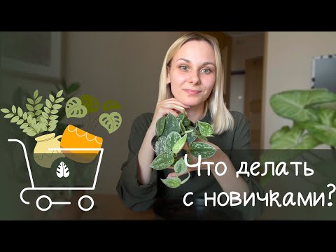 Видео: Всегда делай ЭТО после покупки / новое растение / нужно ли пересаживать? /  обработка /адаптация