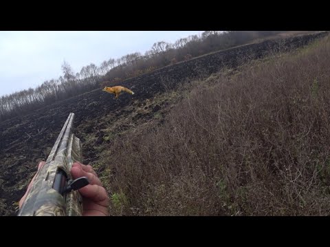 Видео: Охота на зайца и лису, а также лоси, кабаны и косули.Fox hunting, as well as wild boars and roe deer