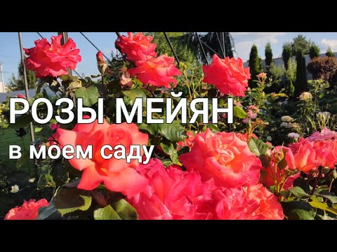 Видео: РОЗЫ МЕЙЯН В МОЕМ САДУ | Meilland roses | Розы французской селекции