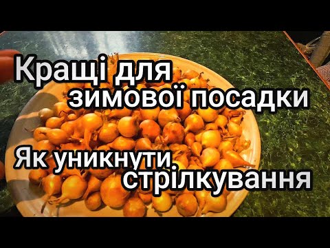 Видео: Кращі голландські сорти цибулі /// Як уникнути стрілкування