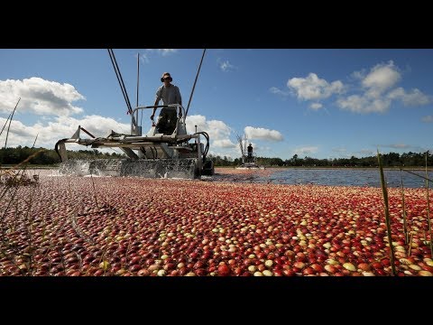 Видео: Как с помощью воды собирают клюкву в Америке