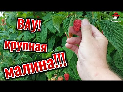 Видео: ТЕХНОЛОГИЯ ПОЛИВА И КАК В ГЕРМАНИИ ВЫРАЩИВАЮТ МАЛИНУ. ДВА ВИДА.