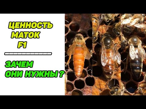 Видео: Зачем нужна пчеломатка F1 (Ф1). Трутневый фон от маток F1 (Ф1)