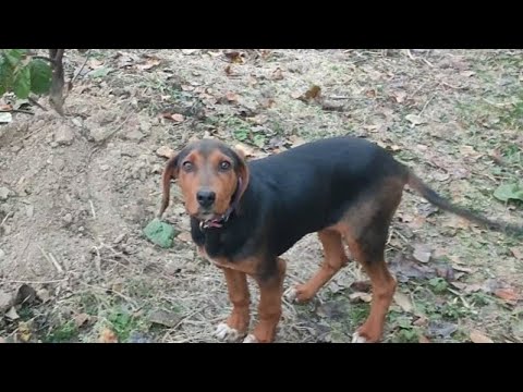 Видео: Охотничья собака нападает на зайца 